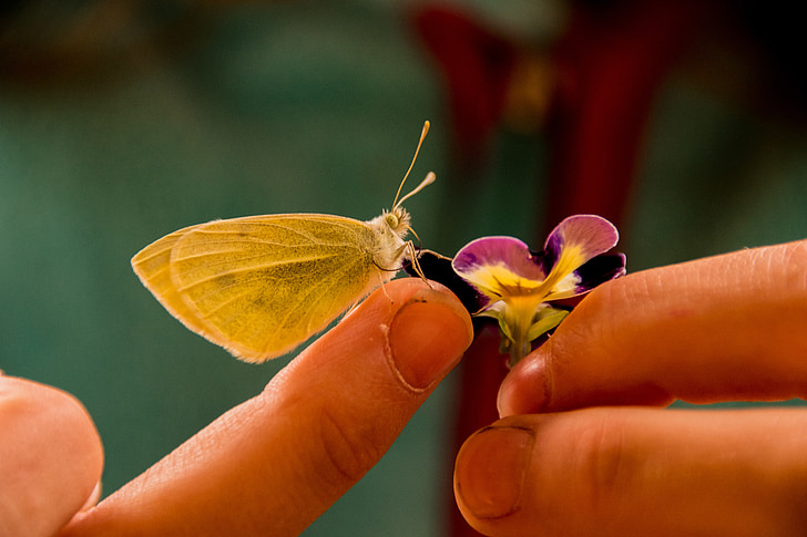 mariposa, Gonepteryx rhamni, insectos, primavera, macro, naturaleza, animal