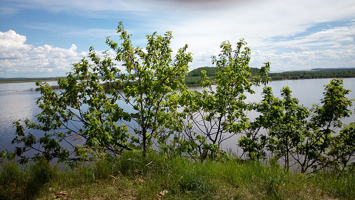 nature, tree, landscape