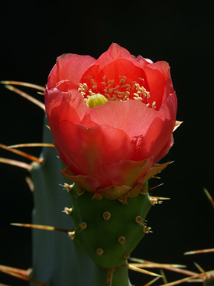 flor, cactus, Broquetes, caràcter, vermell, l'estiu