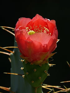 fiore, Cactus, spiedini, carattere, rosso, estate