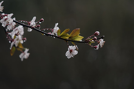 jaro, déšť, květ