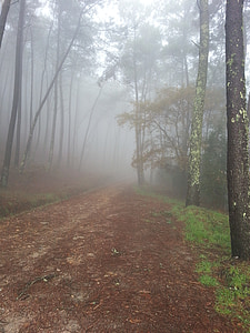 nebbia, inverno, foresta, mistero, strada della montagna, natura, paesaggio