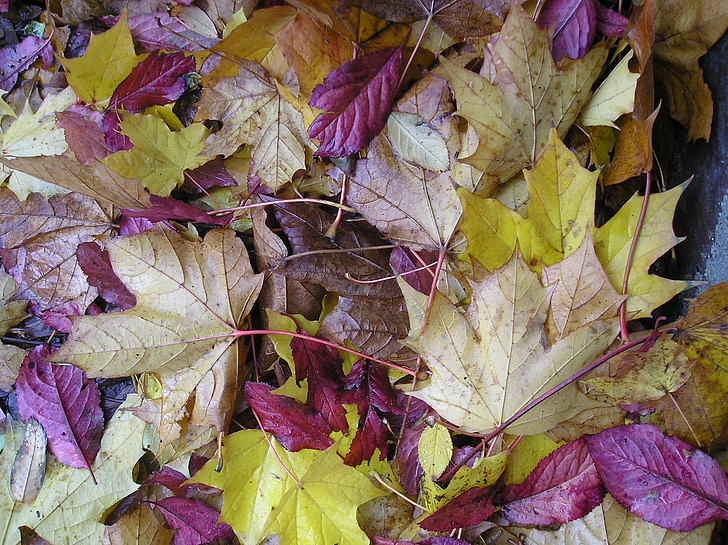 leaves, fall, autumn, wet, nature