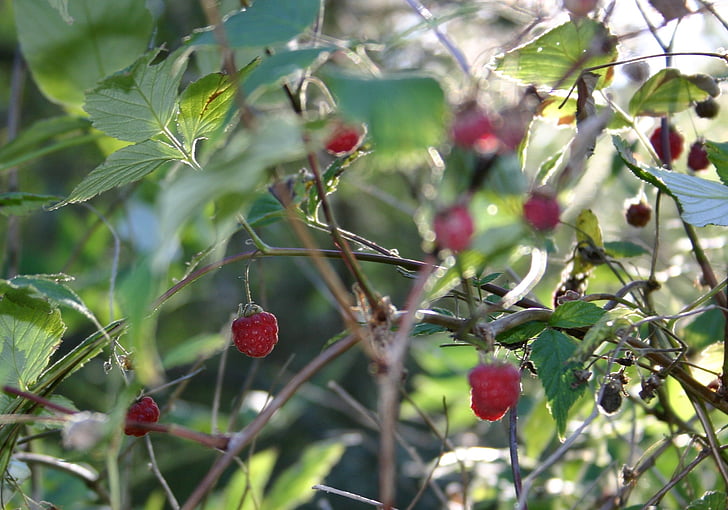 quả mọng, hoang dã berry, mùa hè, chín, Ngọt ngào, quả mâm xôi, thực phẩm
