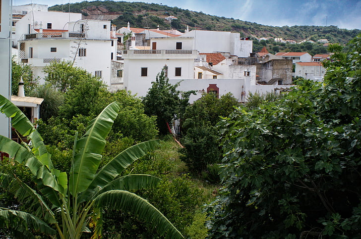 Portugal, Algarve, village, blanc, plante, nature