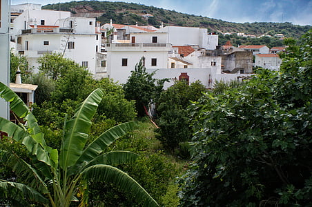 Portugali, Algarve, Village, valkoinen, kasvi, Luonto