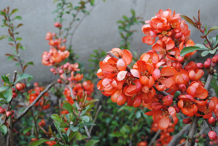 primavera, Bush, Fiesta de quince, flores, naturaleza, rojo, planta