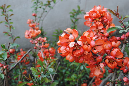 spring, bush, quince, flowers, nature, red, plant