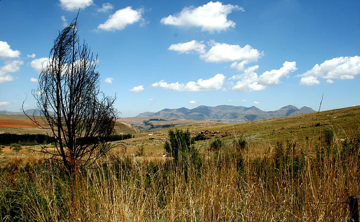 tree, dry, grass, veld, mountain, sky, landscape