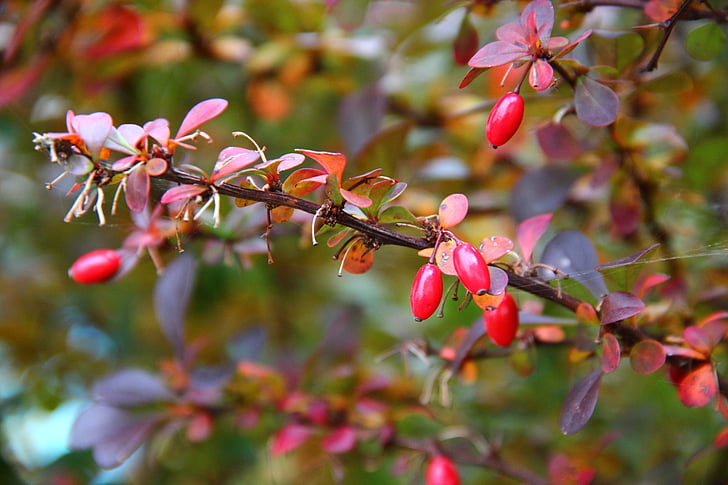 Rose hip, Bush, bobule, Příroda, podzim