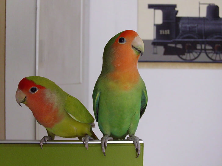 parrot, green, red