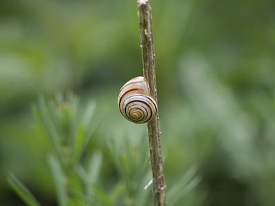 snail, shell, mollusk, nature, edible, garden, wildlife