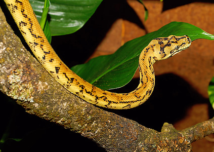 Python, Yılan, Halı python, yılanı, sürüngen, hayvan, Kapat