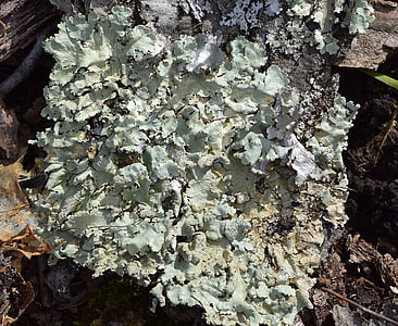 lichens บนผืนป่า, ไลเคน, symbiotic, cyanobacteria, เชื้อรา, ธรรมชาติ, สีเขียว