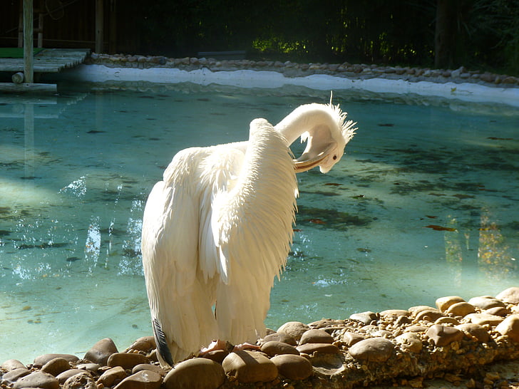 pajarraco, Pelican, lind, valge
