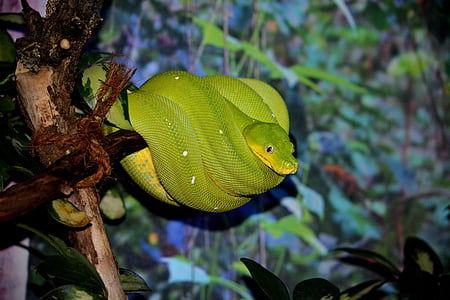 animales, naturaleza, serpiente, python de árbol, verde, Python, un animal