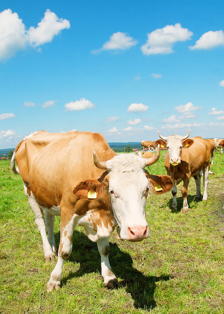 Allgäu, con bò, đồng cỏ, Bayern, động vật, gia súc, nông nghiệp