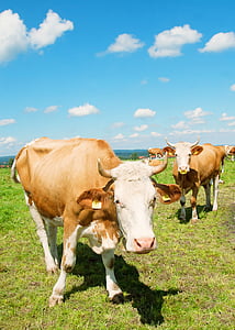 Allgäu, vaca, del pasto, Baviera, animal, ganado, agricultura