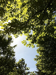 langit, kastanye tampilan, kastanye daun, daun, pohon, chestnut, Chestnut pohon