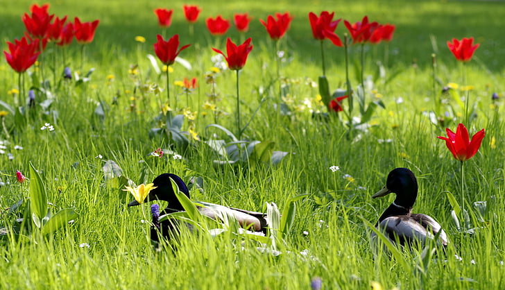 patke, livada, trava, cvijeće, tulipani, šarene, Idi