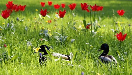 ducks, meadow, grass, flowers, tulips, colorful, go