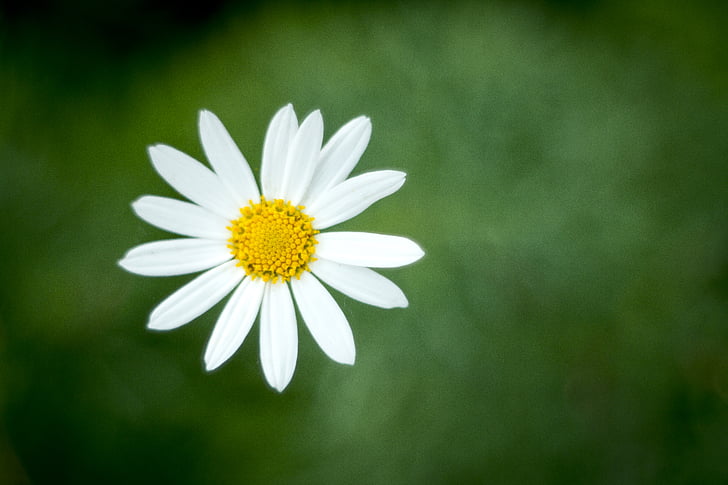 Daisy, Flora, bunga, alam, royalti gambar