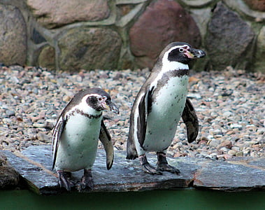 Pinguïns, dierentuin, dier, dierenwereld, water vogels, vogels, sluiten