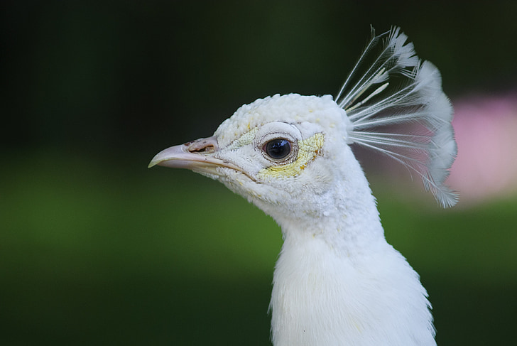 peacock, white peacock, closeup, beautiful bird, white bird, bird, eye