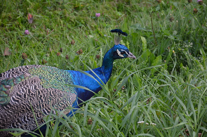 Peacock, vogel, dierentuin, pen, Peacock oog, Kleur, Park