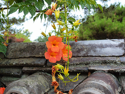 fleurs, Hanok, tuile de toit, été