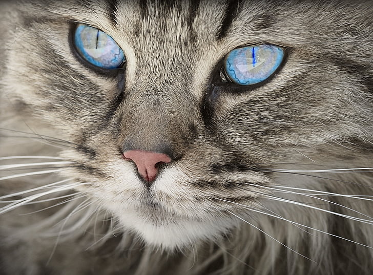 gato, close-up, bonito, animais domésticos, olhos, felino, peles