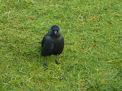 Jackdaw, burung liar, hitam, alam, rumput