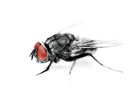 tábano, Closeup, Fotografía, volar, error, insectos, un animal