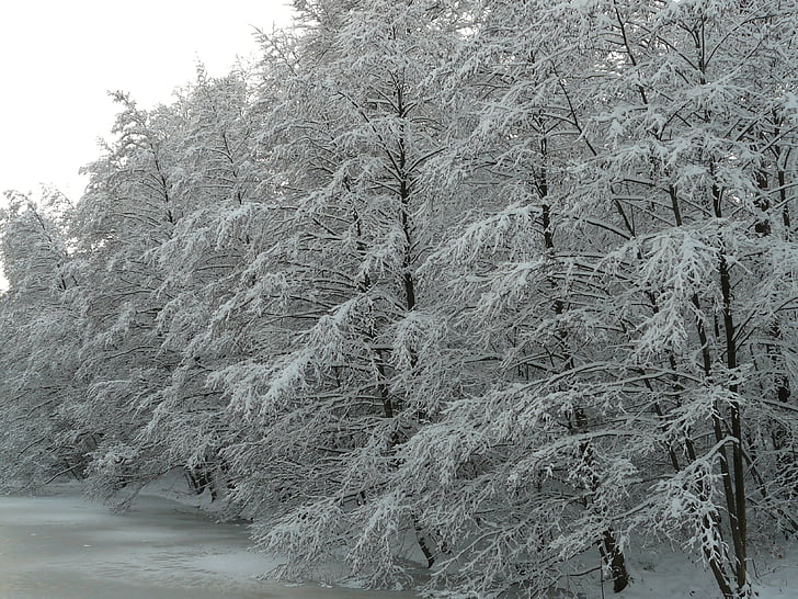 snöig, vinter, vintrig, snö, träd, isiga, kalla
