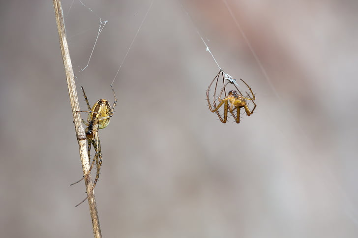 autumn spiders, metellina segmentata, female, males, bridal gift, spider, insect