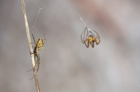 autumn spiders, metellina segmentata, female, males, bridal gift, spider, insect