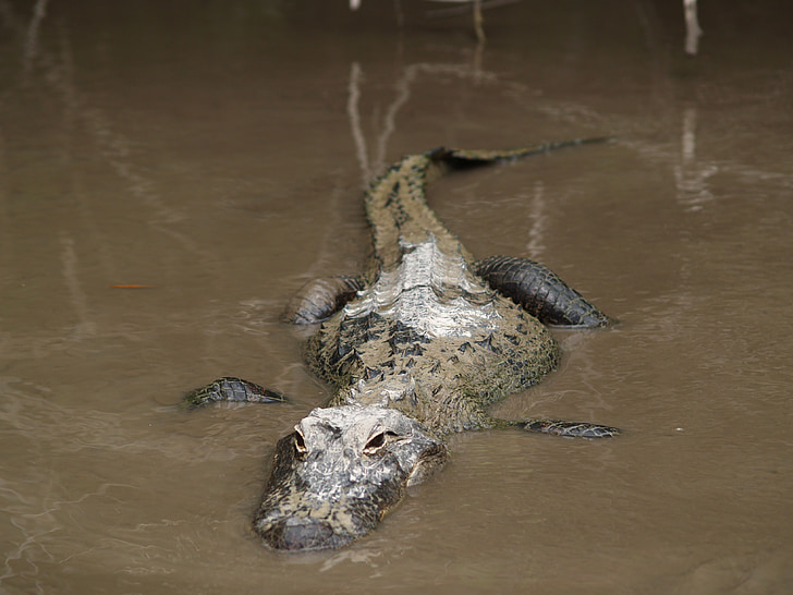 piel de cocodrilo, Gator, la Florida, peligrosos, reptil, salvaje, pantano