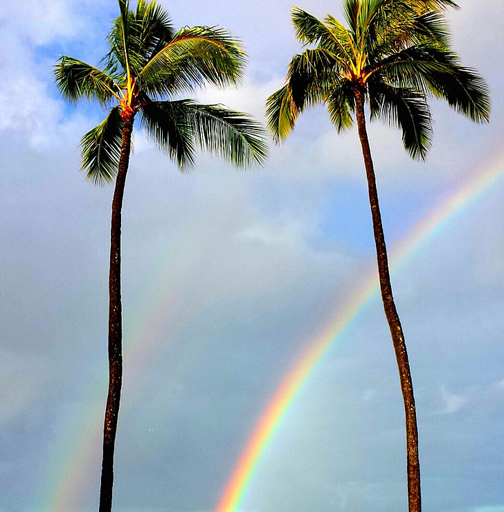 arco iris, árboles de Palma, tropical, Paraíso, naturaleza, hawaiano, Palma