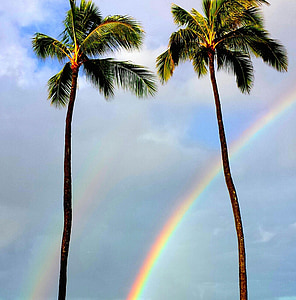 rainbow, palm trees, tropical, paradise, nature, hawaiian, palm