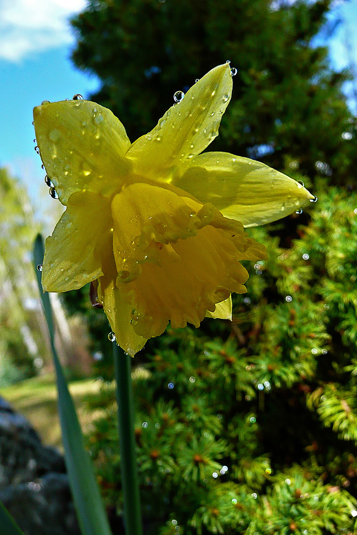 gul, Daffodil, Narcissus, Jonquil, Blossom, gul blomma, kronblad