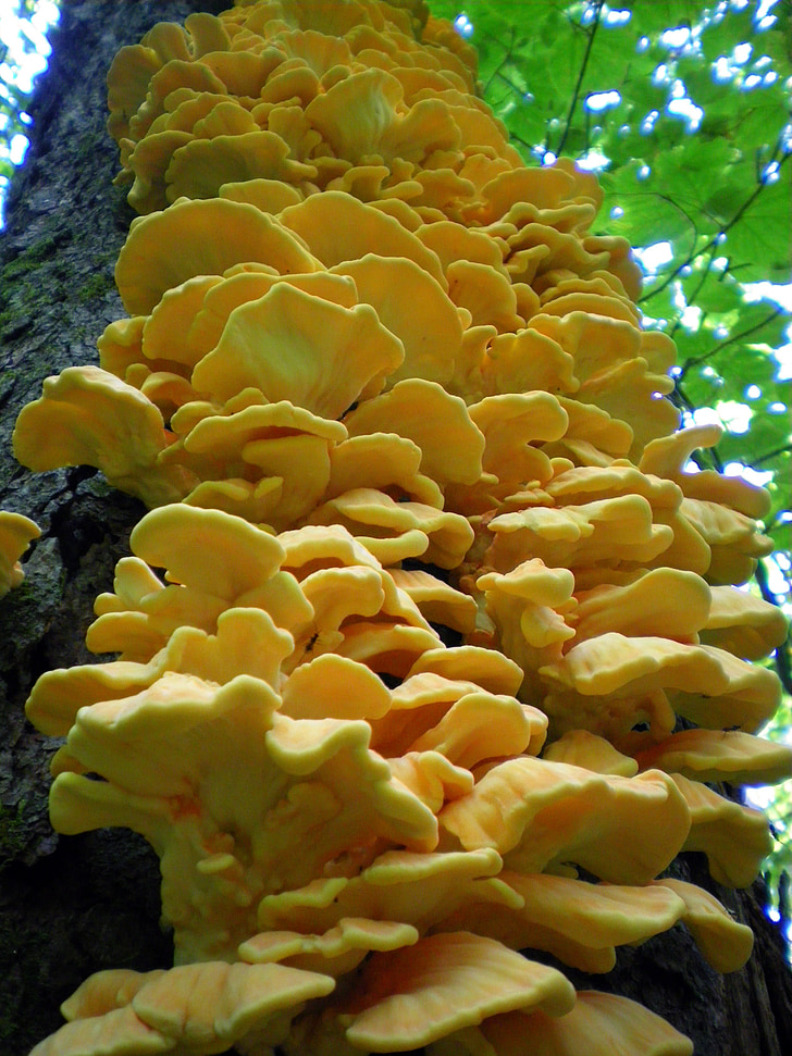 pohon, Close-up, jamur, hutan, jamur, alam, kuning