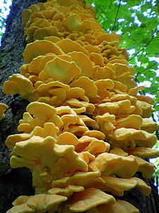 tree, close-up, fungus, forest, mushroom, nature, yellow