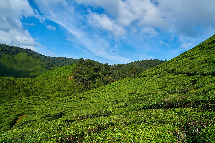 thé, plante, vert, paysage, nature, paix, jardin de thé