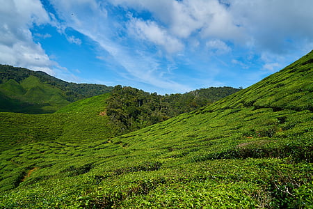 τσάι, φυτό, πράσινο, τοπίο, φύση, ειρήνη, Κήπος τσαγιού
