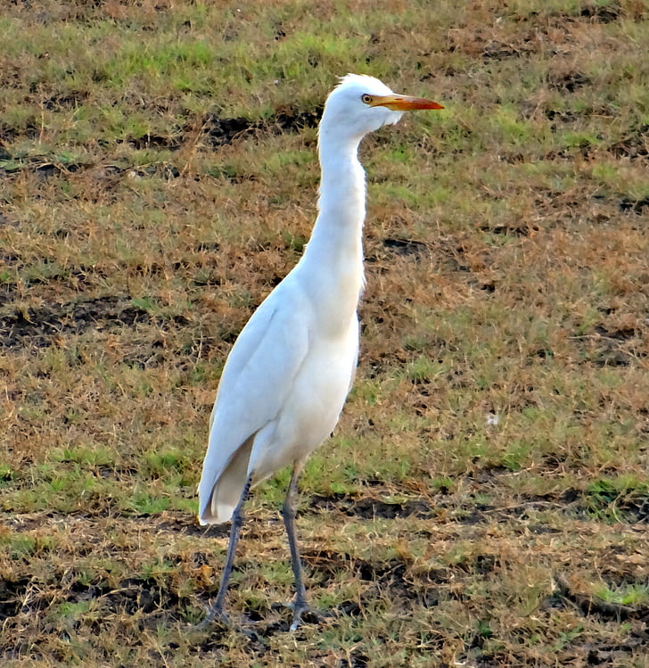 cattle egret, bubulcus ibis, bird, grassland, tattihallia, india, animal