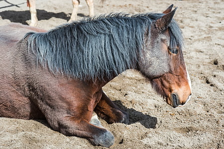 the horse, the head of a horse, lying horse, brown, the mane, polish horse, bay