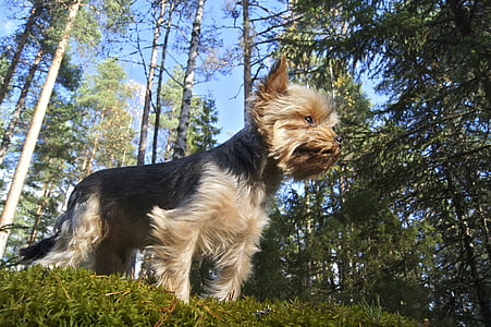 forest, dog, yorkie, terrier, pet, canine, yorkshire terrier