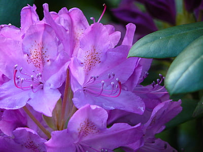 Rhododendron, cvetje, blizu, rastlin, vrt, vrtna rastlina., vrt grm