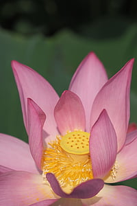 Lotus, morgon, blomma, Rosa, naturen, avkoppling, sommar