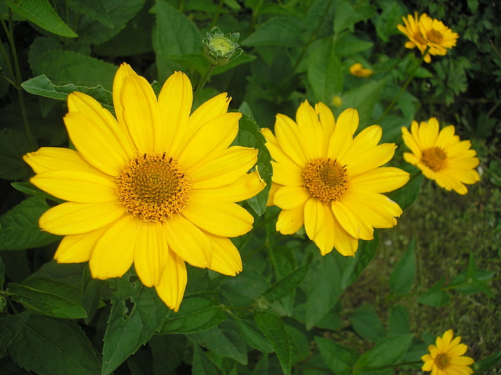 flower, blooms at, yellow, nature, sunflower, summer, plant